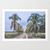 Costa Rican Palms (Unframed Print)