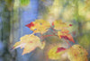Autumn Light Deux Canvas