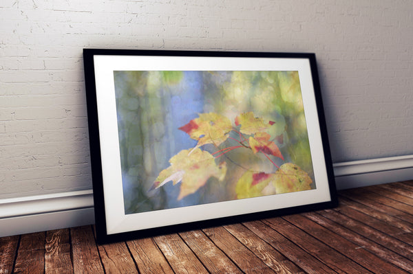 Autumn Light Deux (Unframed Print)