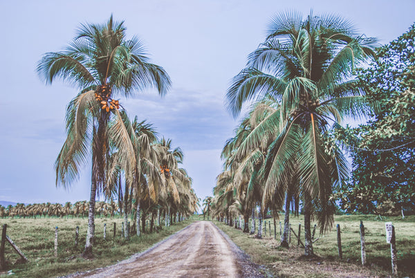 Costa Rican Palms Canvas