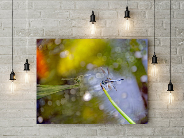 Koi Pond (Unframed Print)