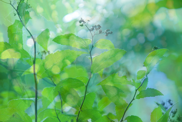 Lightness of Leaves Canvas