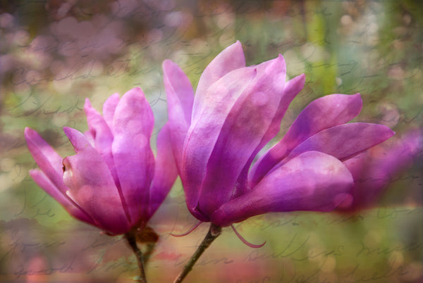 Mom's Jane Magnolia Canvas