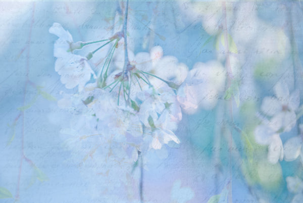 Ode to Fragile Beauty Canvas