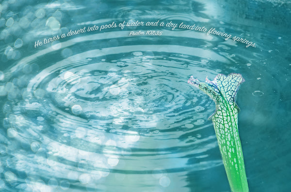 Pools of Water Canvas