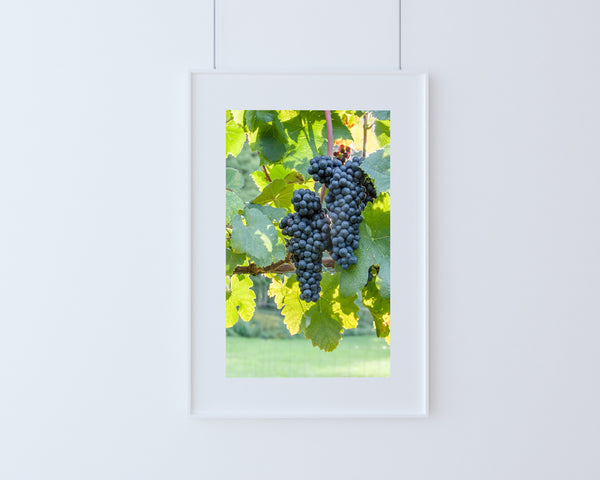 Sunlit Cluster (Unframed Print)