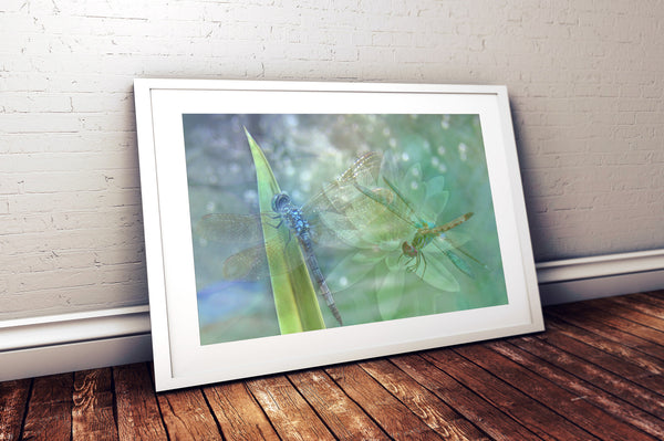 Shimmering Wings (Unframed Print)