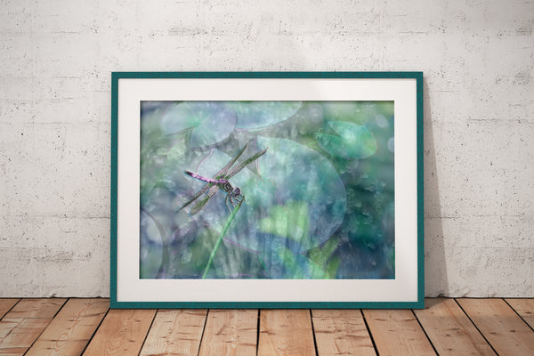 Splash (Unframed Print)