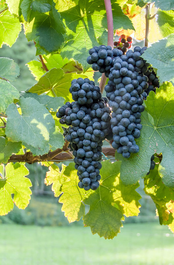 Sunlit Cluster Canvas