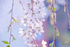 Weeping Cherry Blossom Canvas