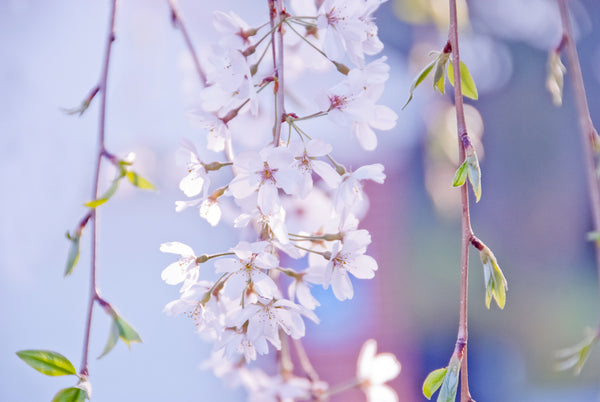 Weeping Cherry Blossom Canvas