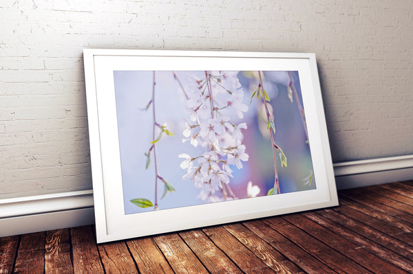 Weeping Cherry Blossom (Unframed Print)