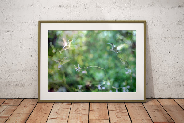 Wing Dance (Unframed Print)
